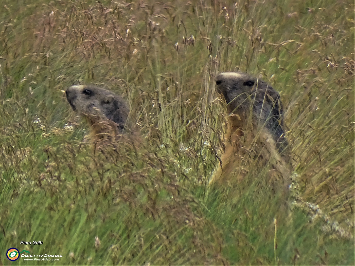 20 Marmotte in sentinella osservano tra l'erba.JPG